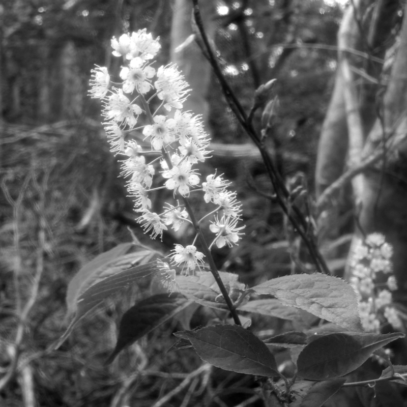 上不見桜
