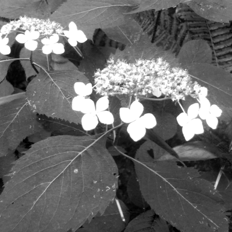 蝦夷紫陽花